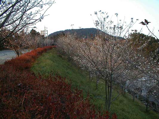 上州鬼石冬桜2